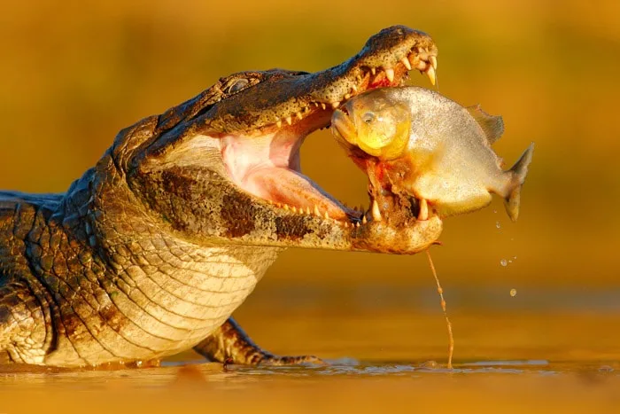 Yacare caiman eating a piranha in the Pantanal