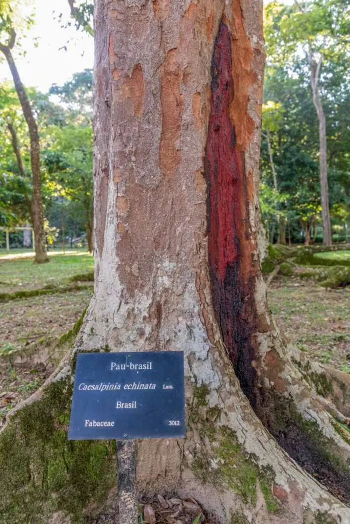 View to Pau-brasil tree (Brazil Wood) with red trunk in the Botanical Gardens, Rio de Janeiro, Brazil