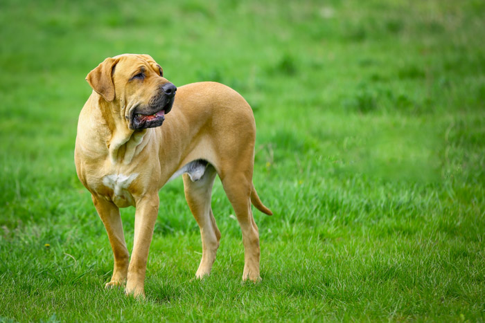 Brazilian Mastiff or Fila Brasileiro dog at the park