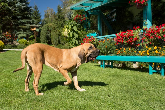 Brazilian Mastiff or Fila Brasileiro dog at the garden