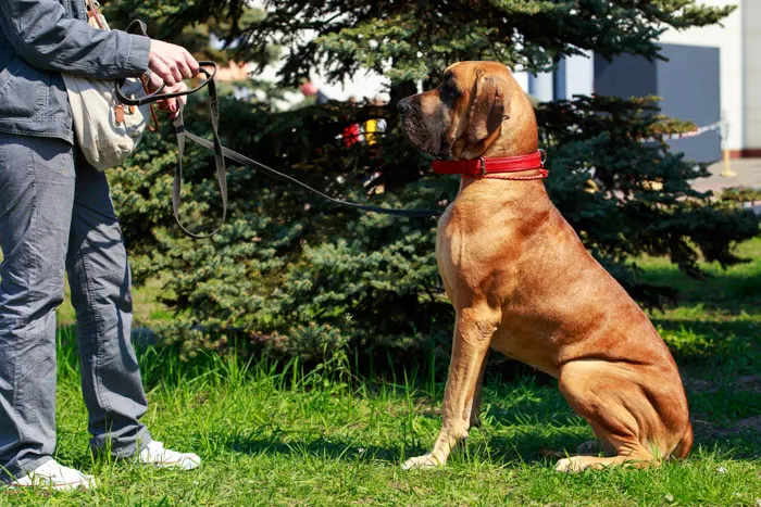 Puppy of Fila Brasileiro (Brazilian Mastiff) Stock Photo - Image