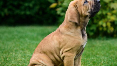 Cute Brazilian Mastiff puppy