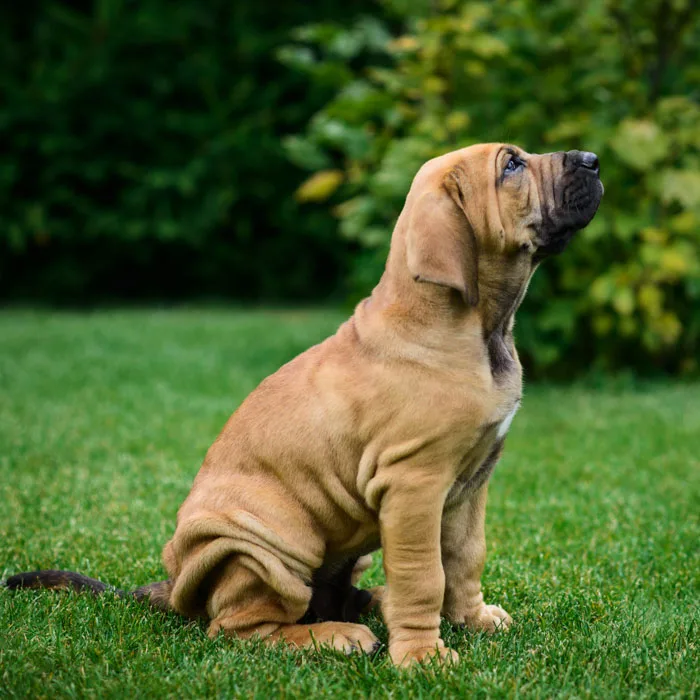 Cute Brazilian Mastiff puppy