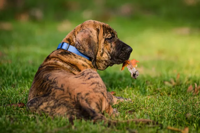 Adorable Fila Brasileiro puppy with autumn leaf in mouth