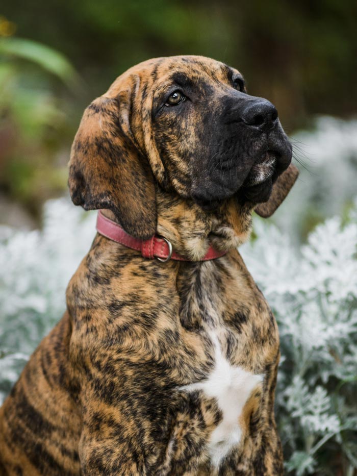 Brazilian Mastiff - Full Profile of the Fila Brasileiro • I Heart