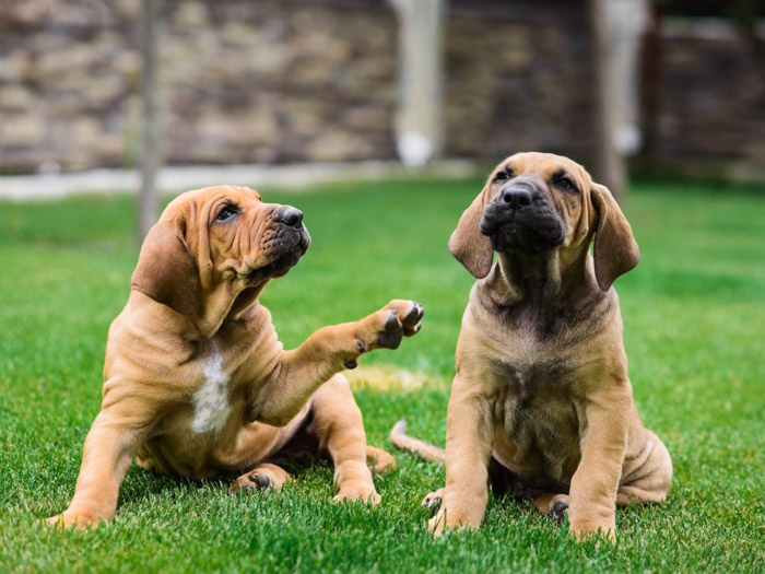 Mastiff Puppy. Mastiff Brasileiro Também Conhecido Como Fila