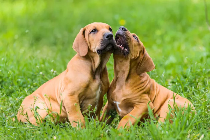 Two Fila Brasileiro puppies