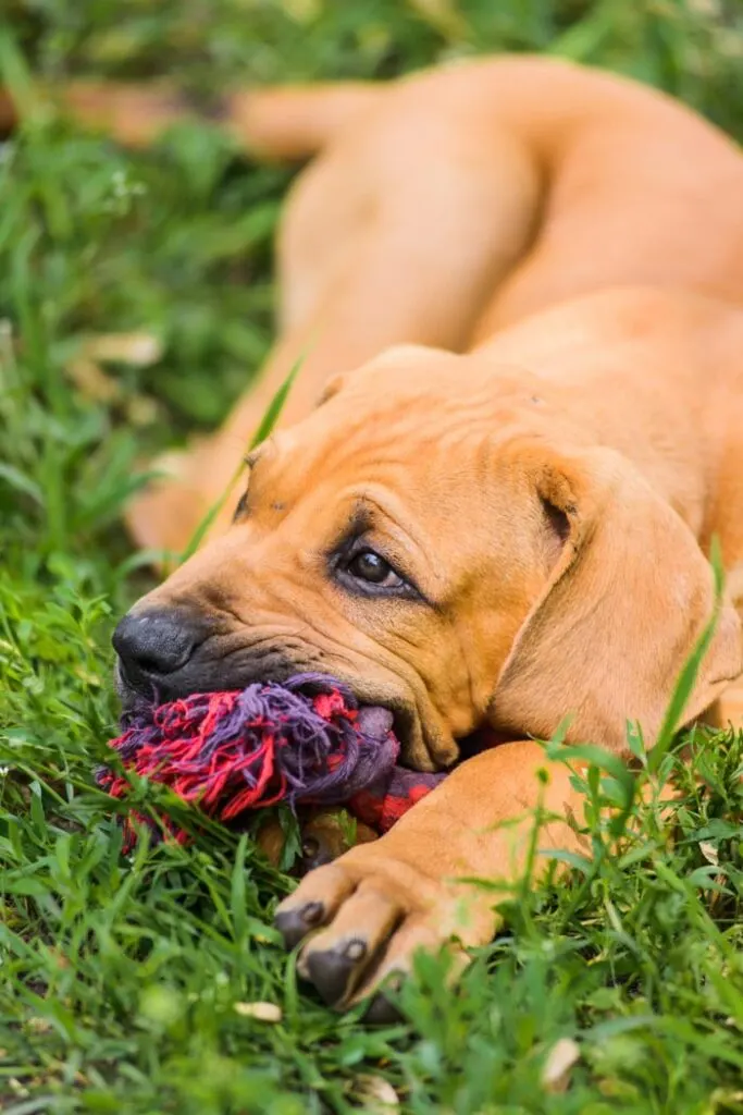 Adorable Fila Brasileiro puppy