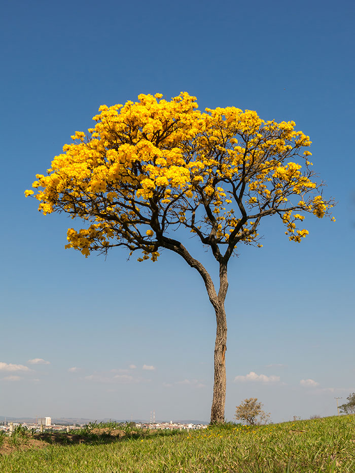 Yellow-Ype Tree