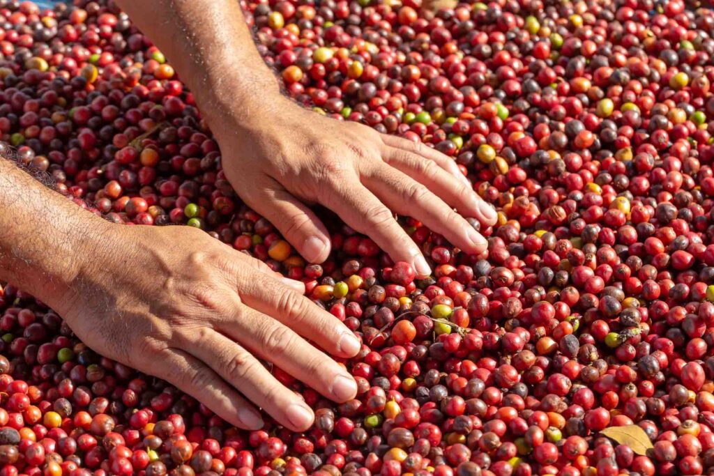 Fresh Brazilian Arabica Red Coffee beans berries