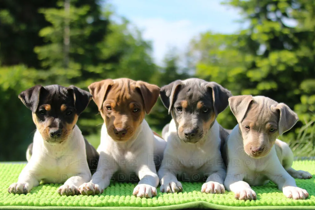 Brazilian Terrier puppies