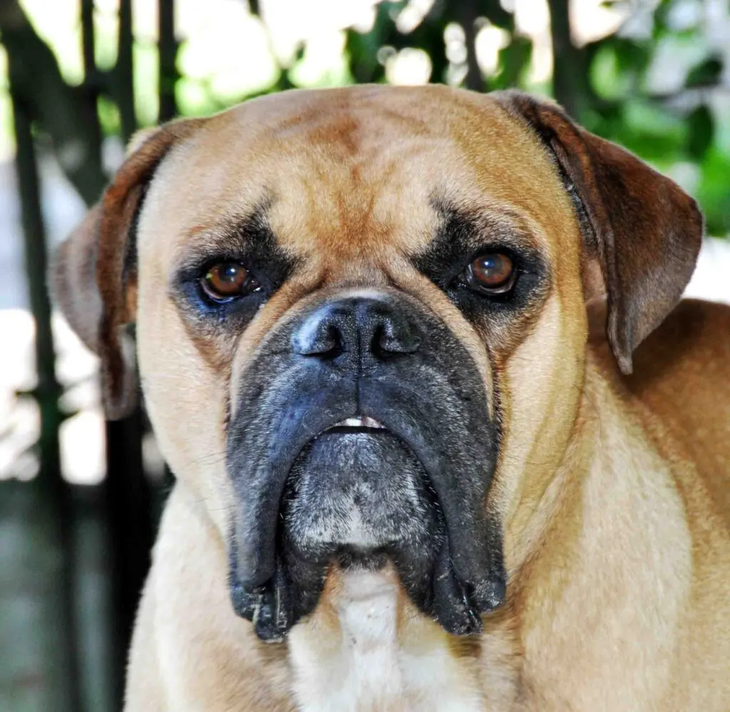 Male Brazilian Bulldog