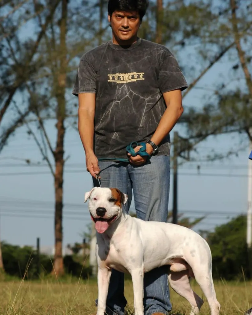 Brazilian Dogo, the Bull Boxer