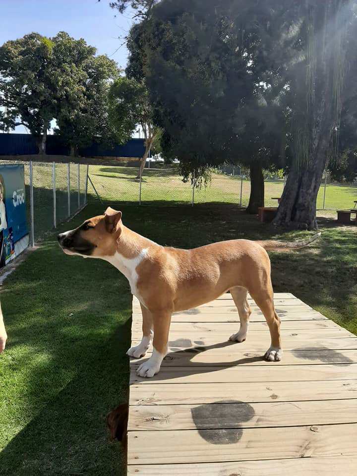 Brazilian Dogo puppy