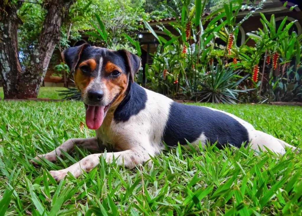 Brazilian Terrier chilling