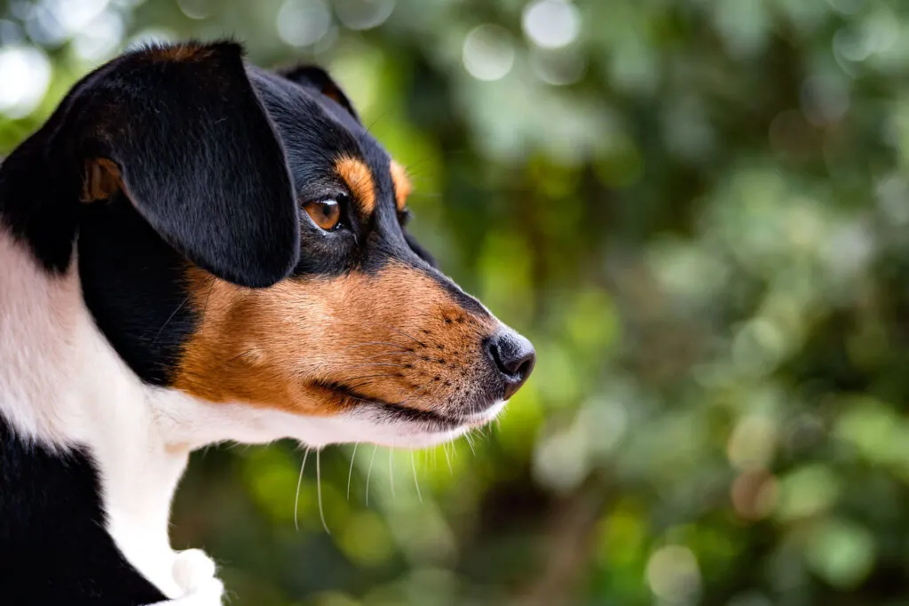 Brazilian Terrier closeup