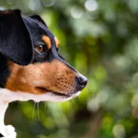 Brazilian Terrier closeup