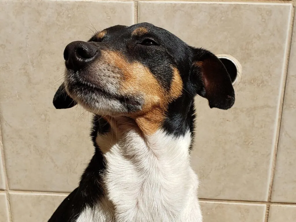 Brazilian Terrier, the Fox Paulistinha