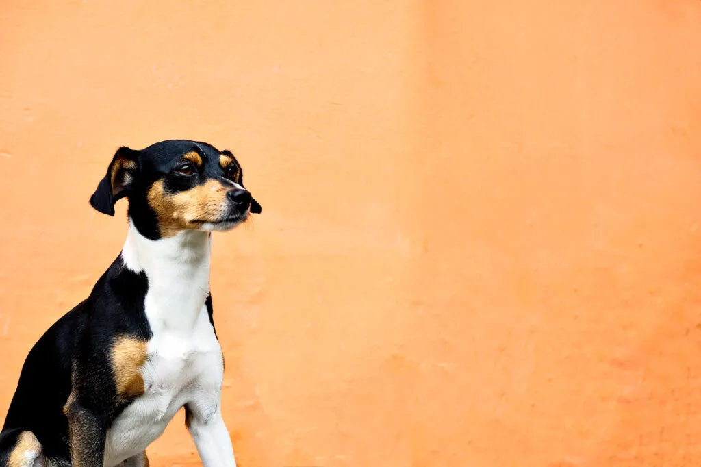 Brazilian Terrier, the Fox Paulistinha