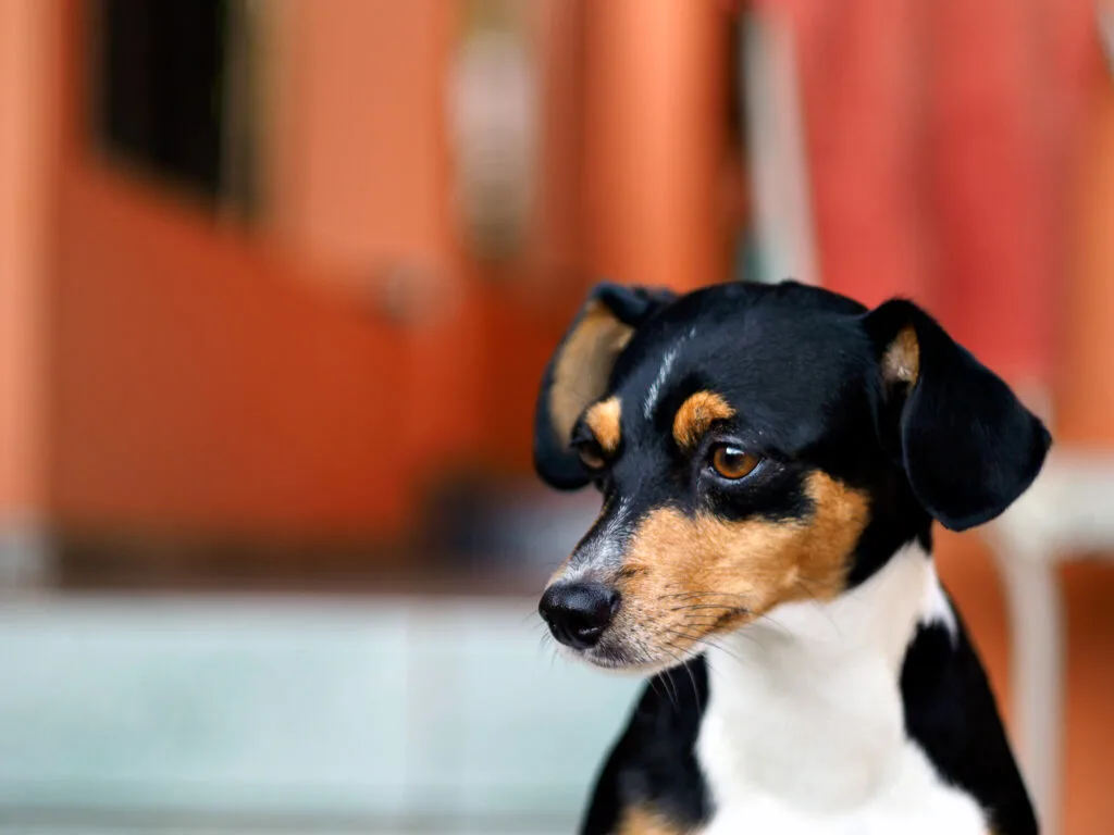 A Brazilian Terrier puppy