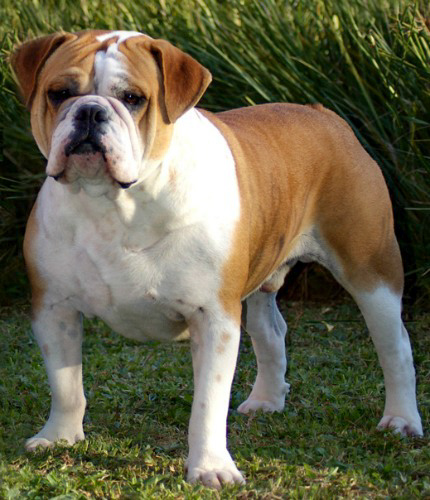 Buldogue Campeiro is the Brazilian Bulldog