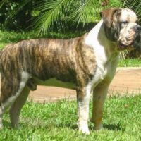 Buldogue Campeiro is the Brazilian Bulldog