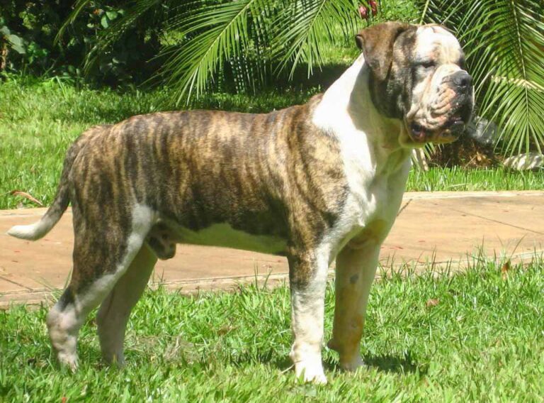 Brazilian Bulldog - The Full Profile of the Campeiro Bulldog • I Heart Brazil Brazilian Bulldog - The Full Profile of the Campeiro Bulldog • I Heart Brazil