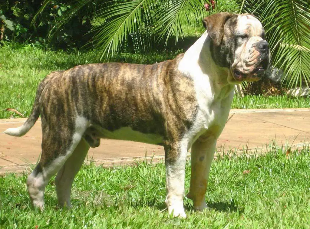 Buldogue Campeiro is the Brazilian Bulldog