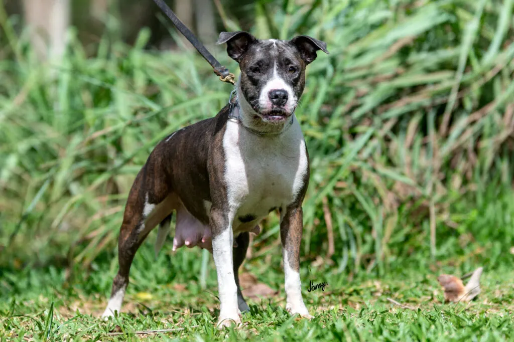 Female Brazilian Dogo