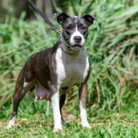 Female Brazilian Dogo