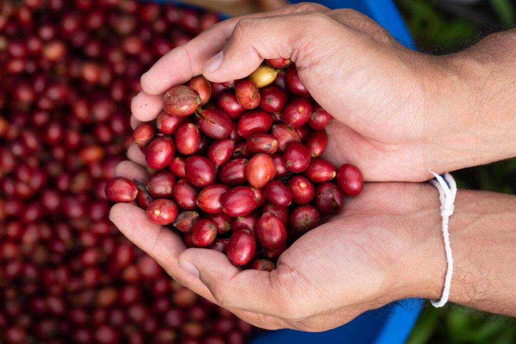 Fresh Brazilian Robusta Red Coffee beans berries