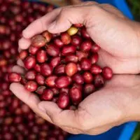 Fresh Brazilian Robusta Red Coffee beans berries