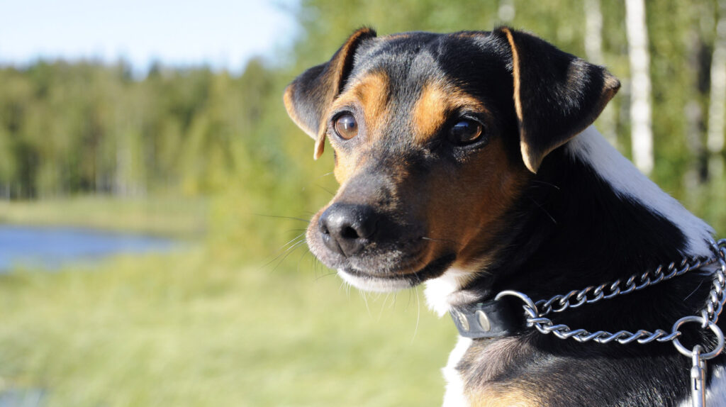 A Brazilian Terrier puppy