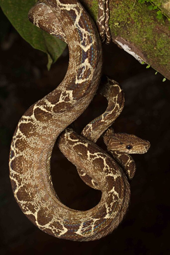 Amazon tree boa snake