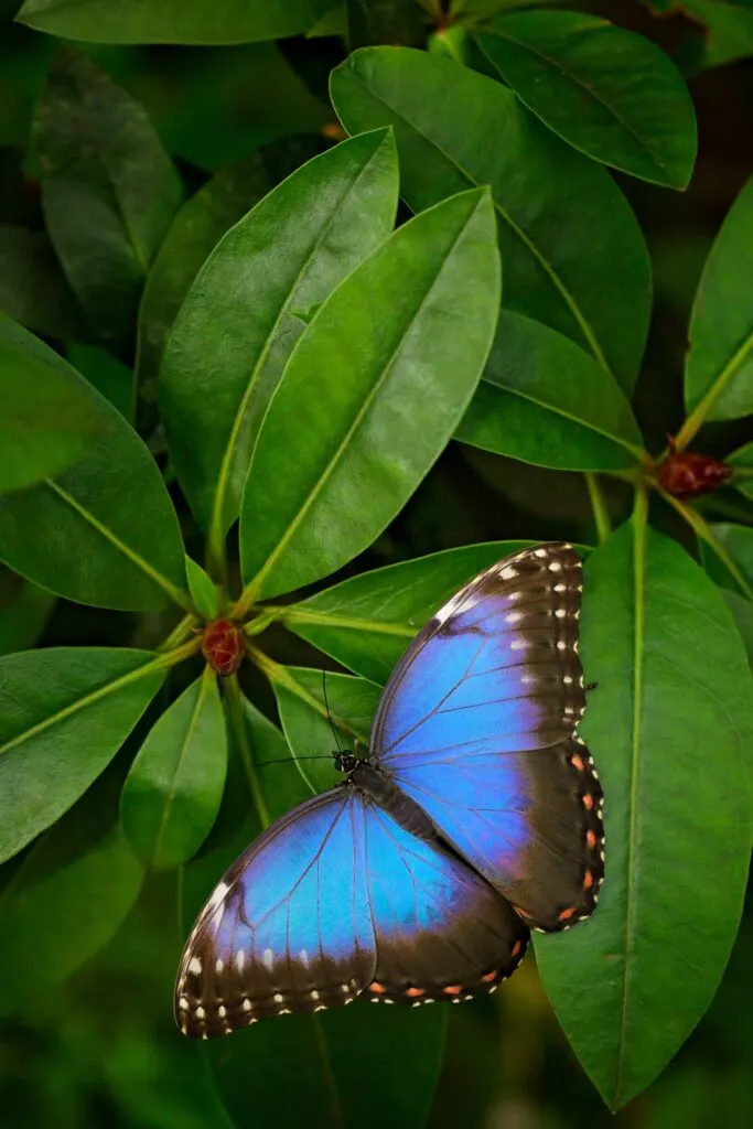 Blue morpho butterfly is the prettiest Amazon Rainforest insect