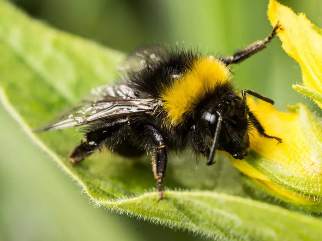 Bombus transversalis