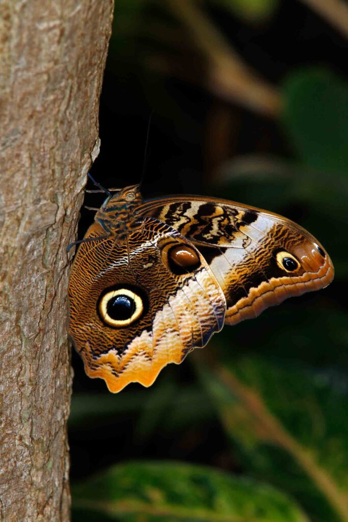 Brazilian owl butterfly