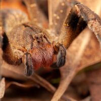 Brazilian wandering spider