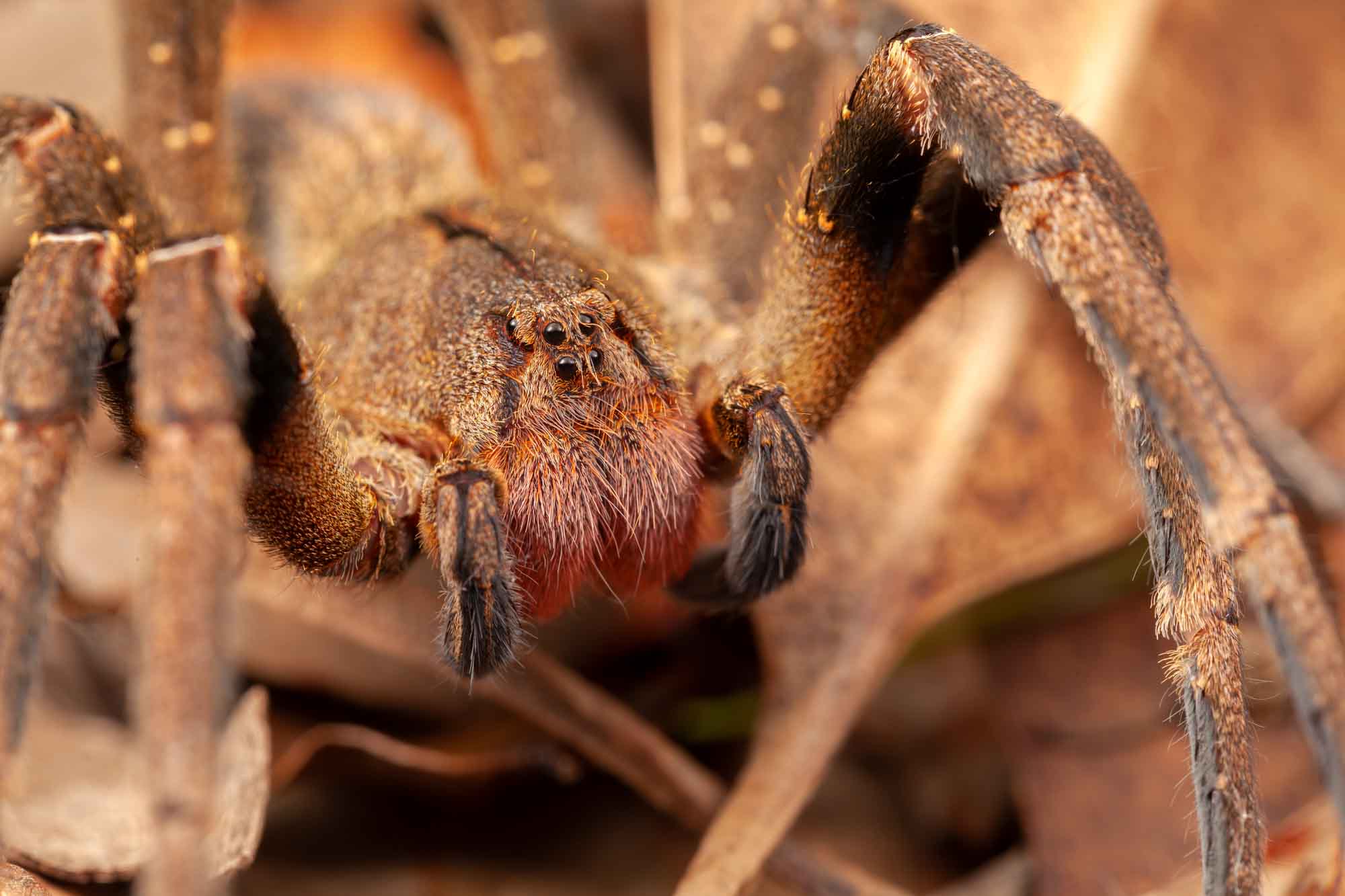 brazilian wandering spider amazon