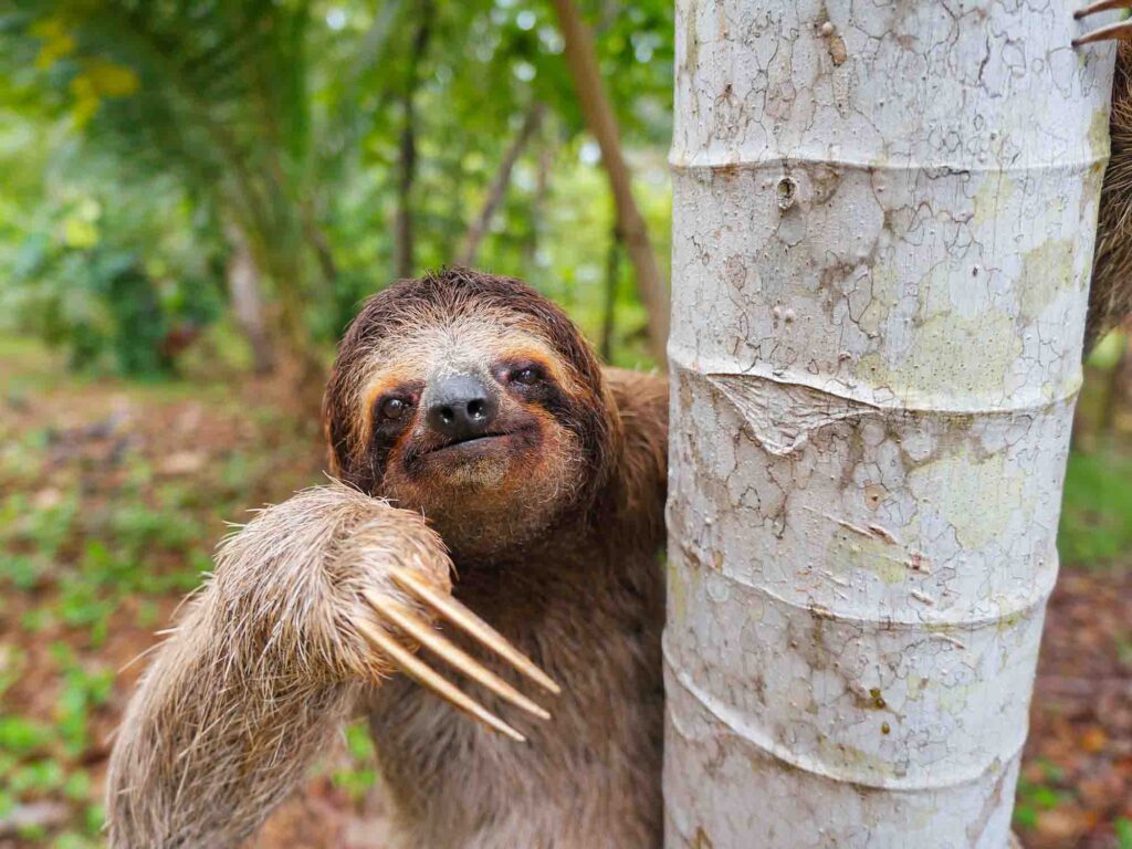 Brown-throated three-toed sloth is the slowest mammal in the Amazon Rainforest