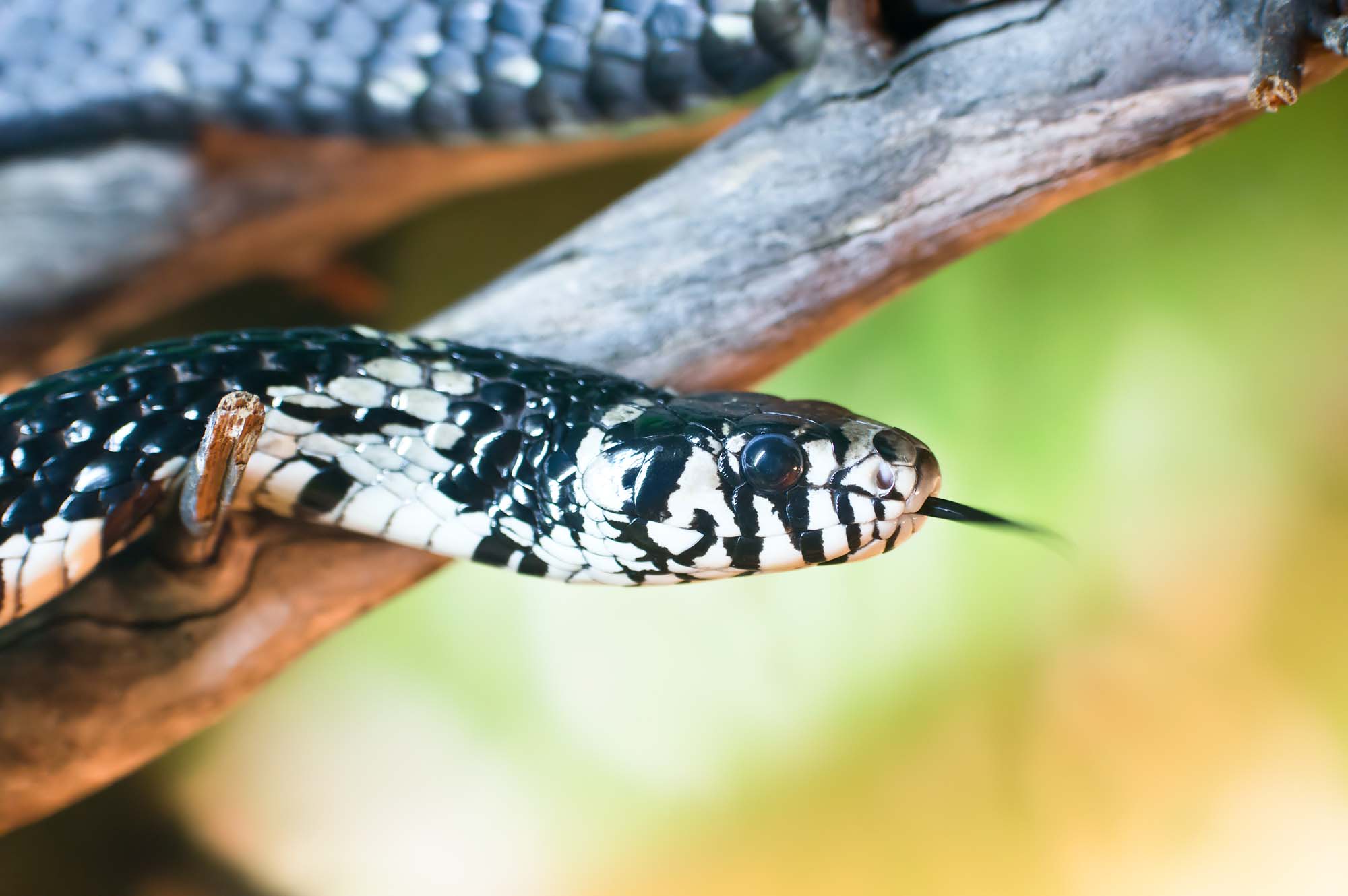 12 Striking Amazon Rainforest Snakes • I Heart Brazil