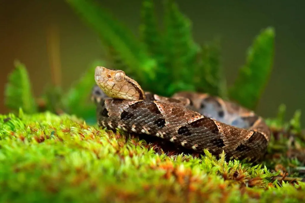 Common lancehead snake