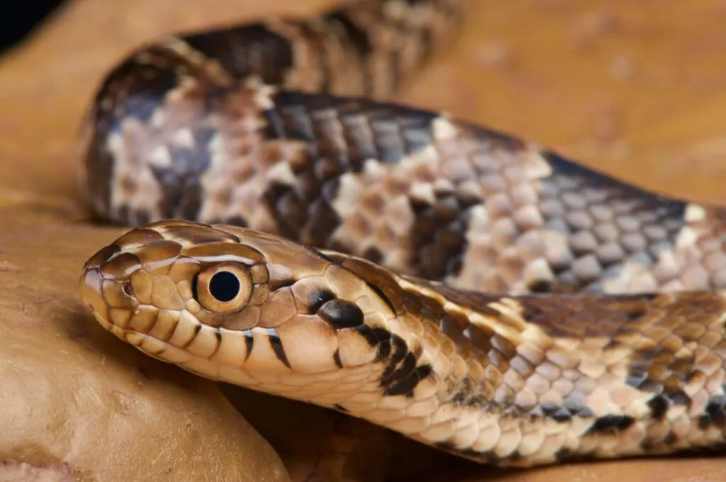 False water cobra snake