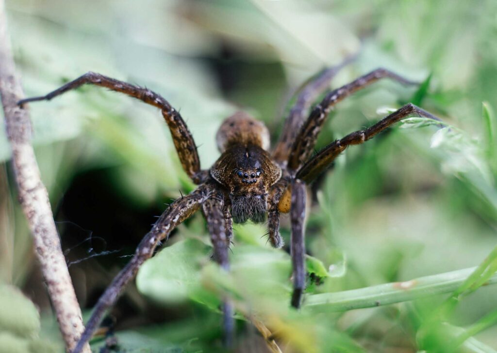 Giant fishing spider