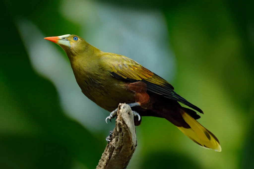 Green Oropendola bird