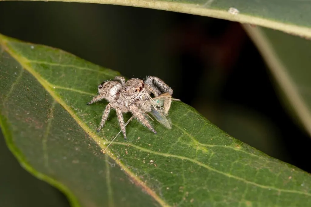 Jumping spider