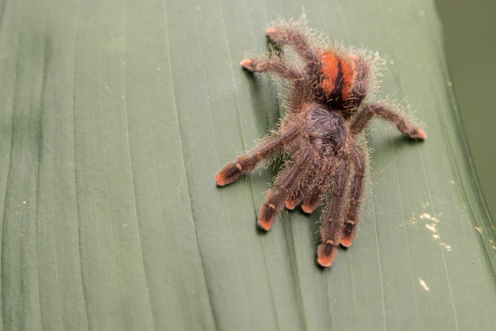 Pink-toed tarantula