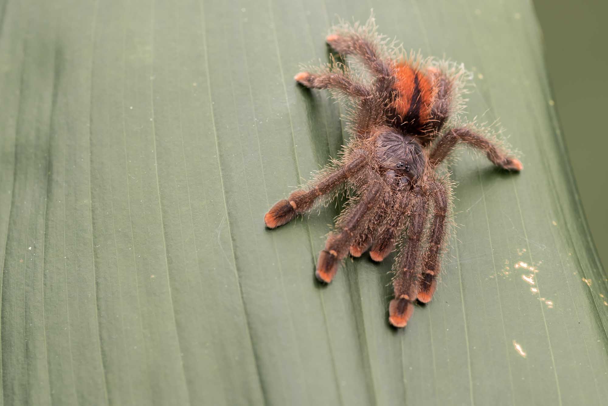 5 Creepy Amazon Rainforest Spiders • I Heart Brazil
