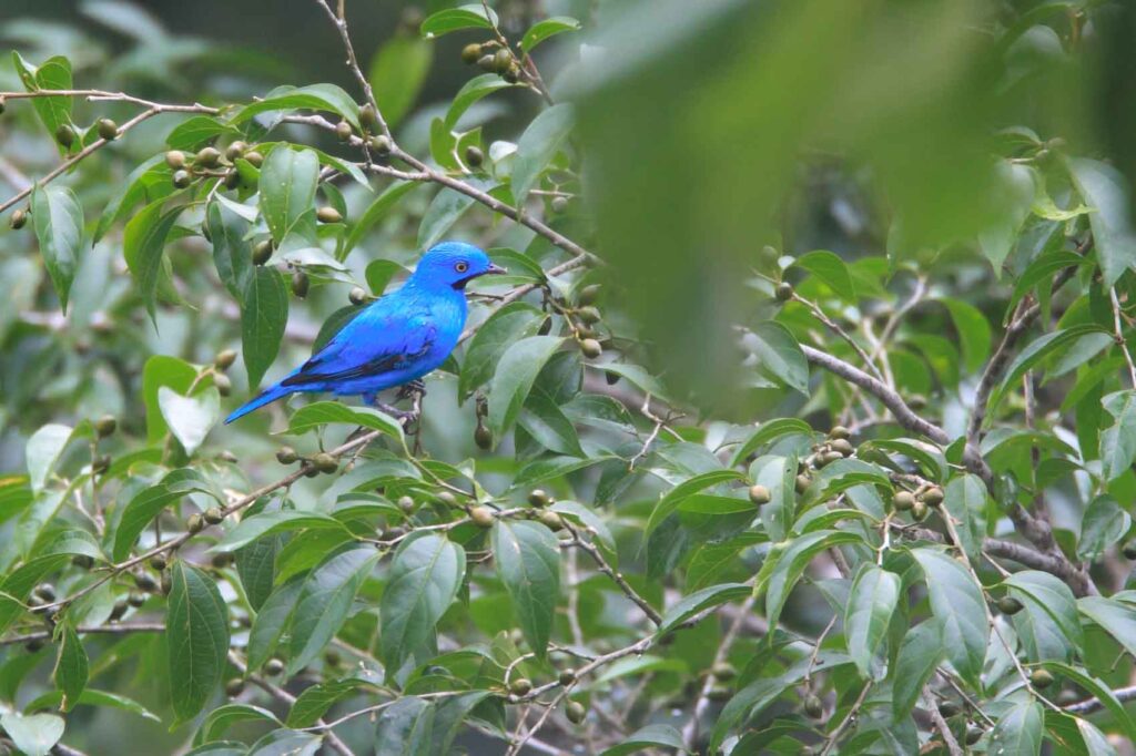 Plum-Throated Cotinga bird