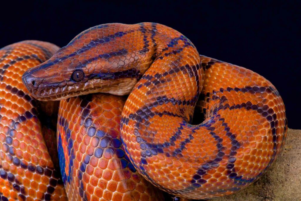 Rainbow boa snake